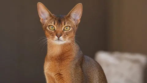 Abyssinian