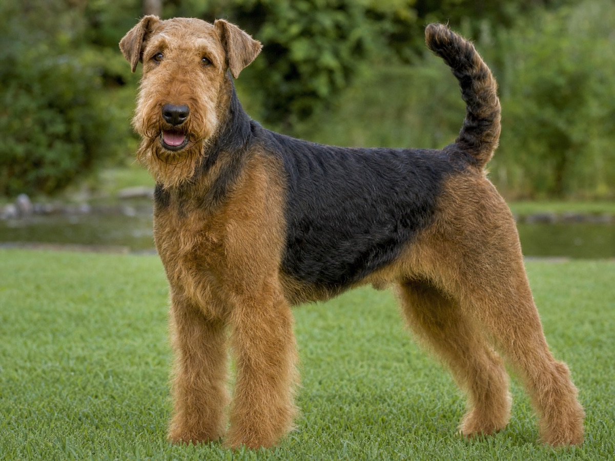 Airedale Terrier