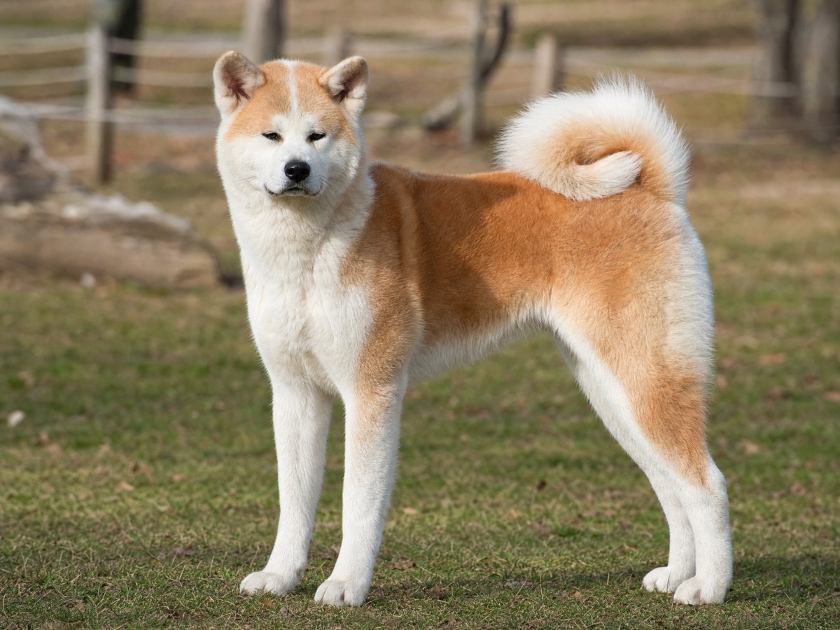 Akita Inu