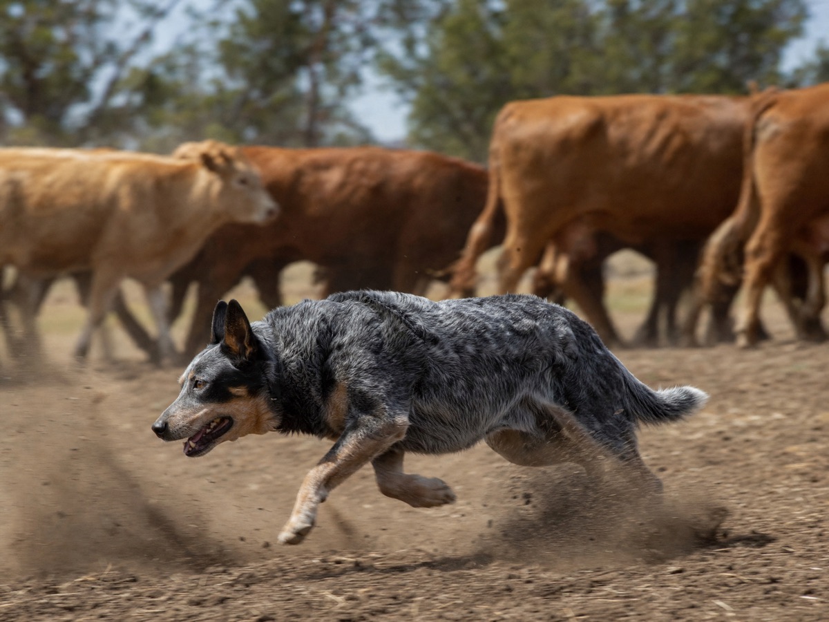 Un Australian Cattle Dog corriendo bajo y rápido junto al ganado, levantando polvo en un cercado seco