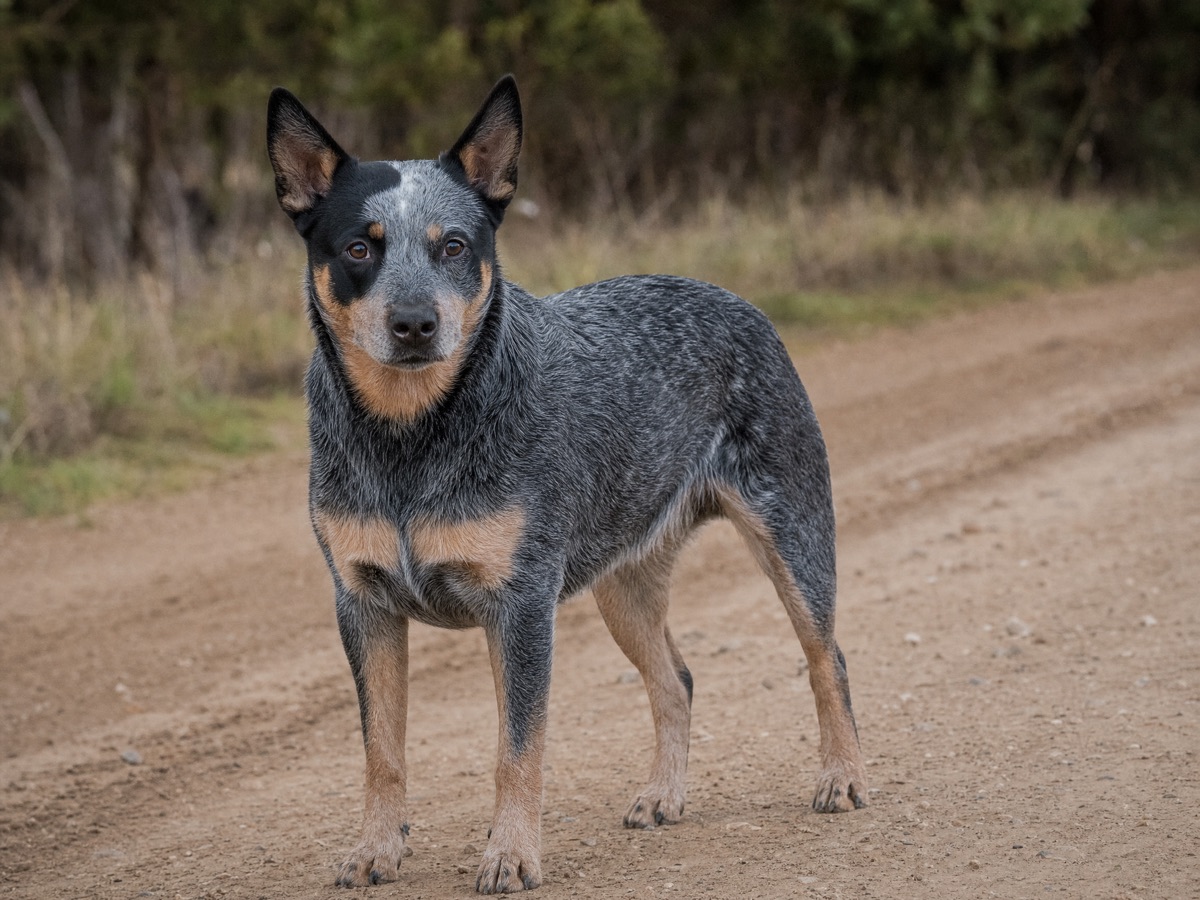 Australian Cattle Dog