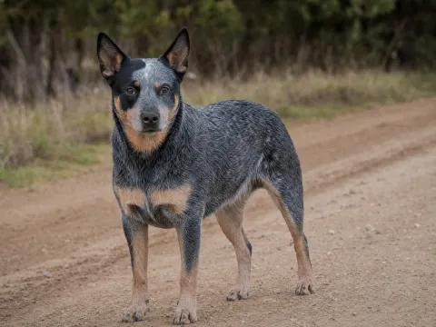Australian Cattle Dog