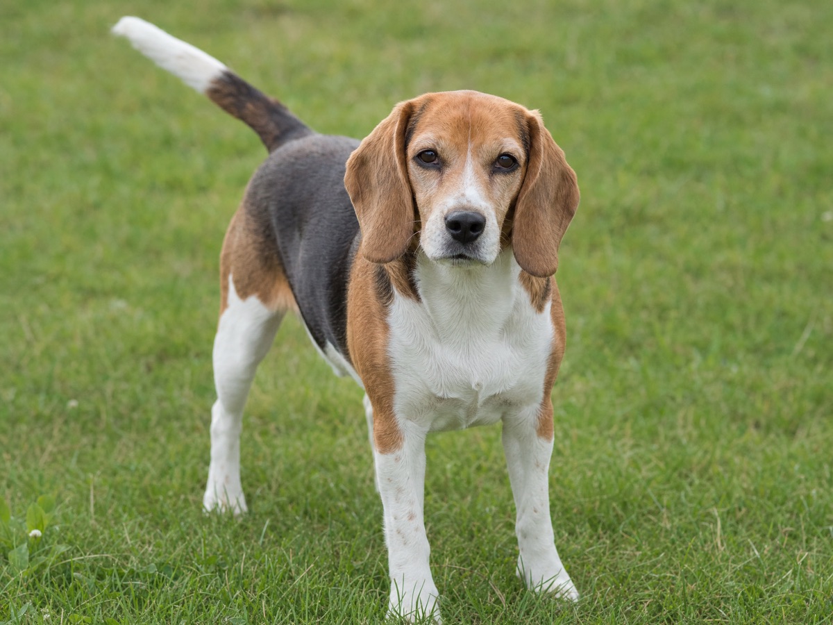 Beagle