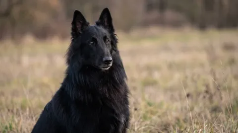 Belgian Sheepdog
