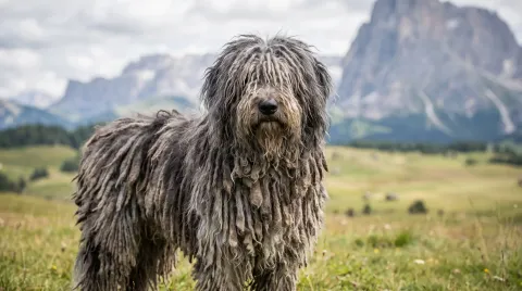 Bergamasco Sheepdog