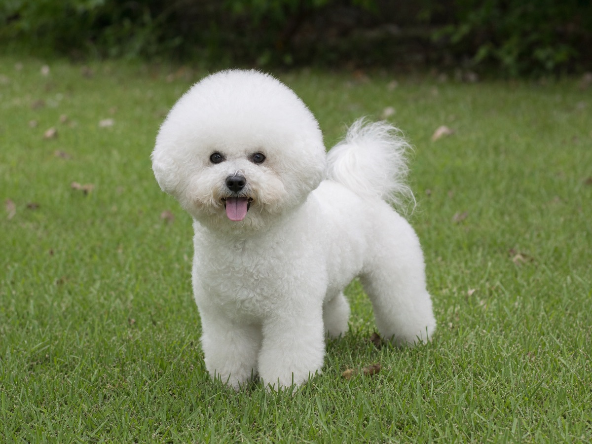 Bichon Frisé