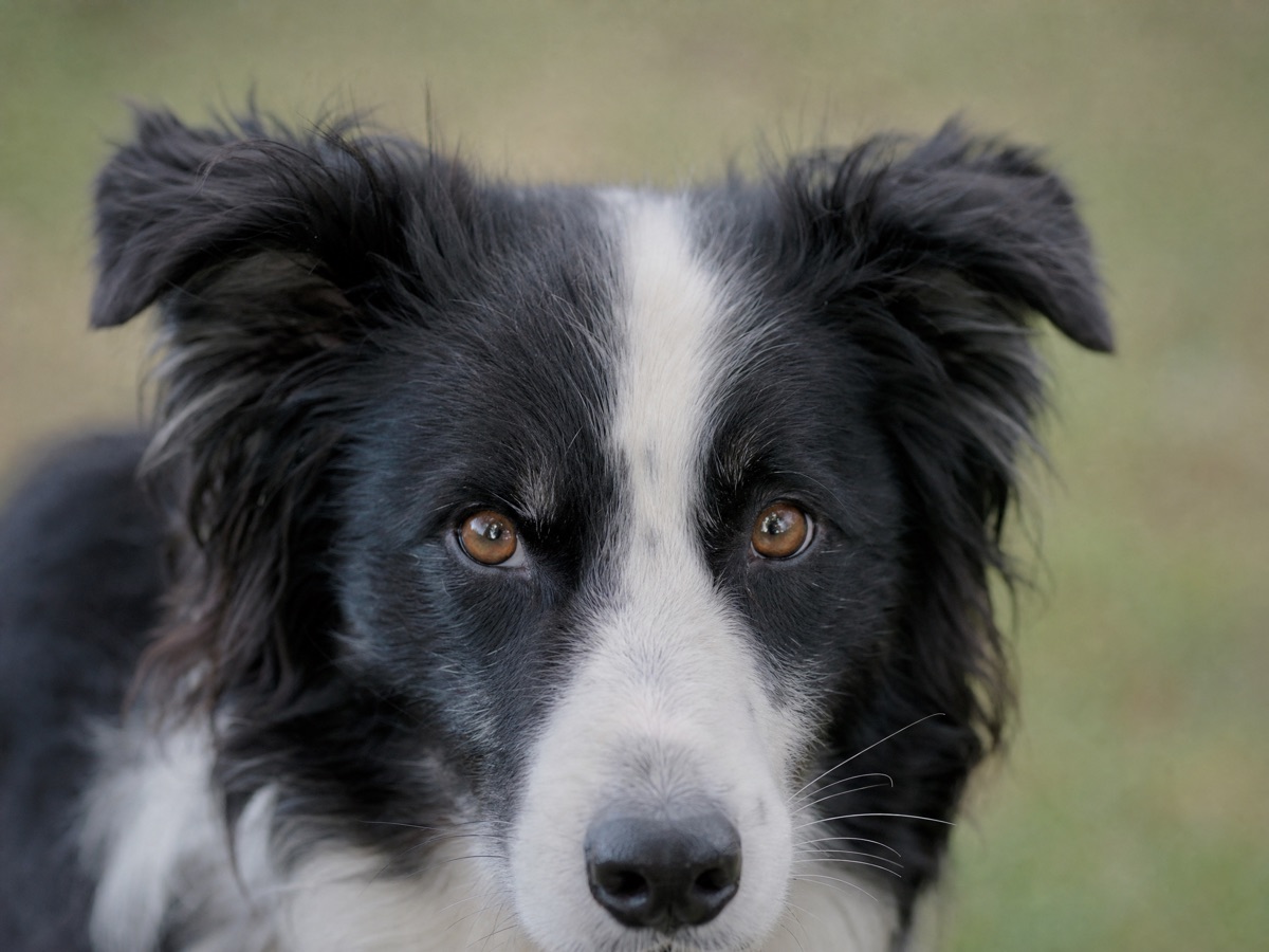 A Border Collie in a working crouch on grass, eyes fixed ahead