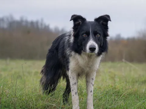 Border Collie