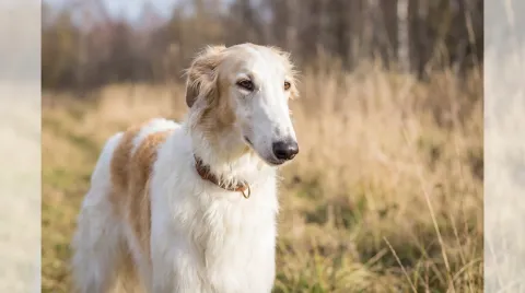 Borzoi