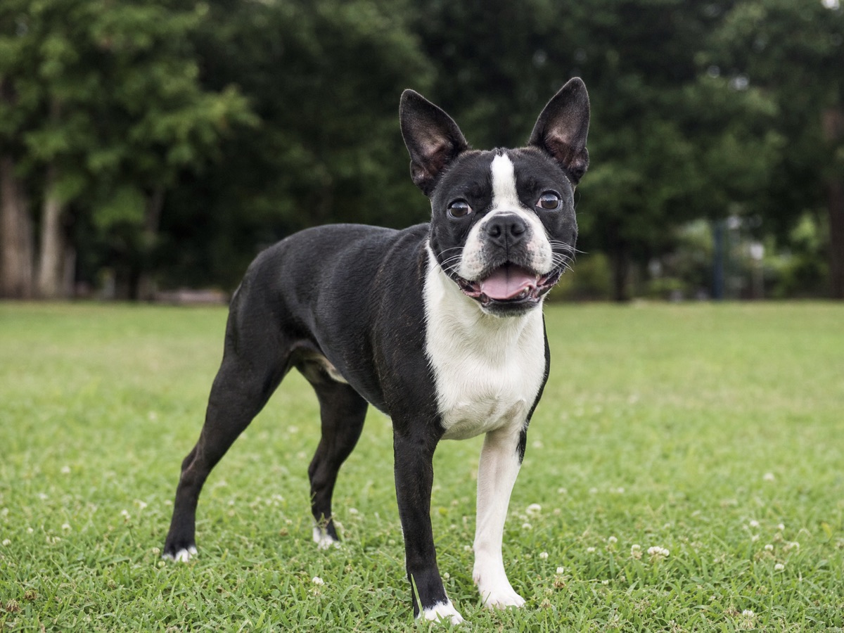 Boston Terrier