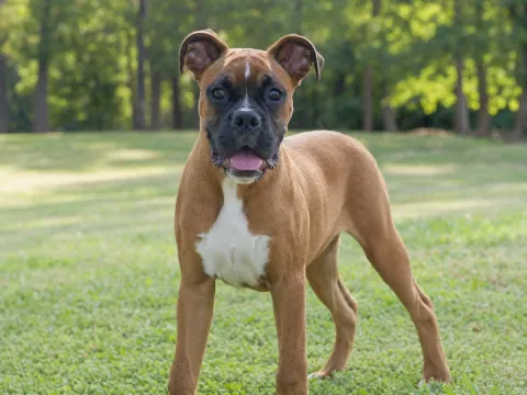 Boxer