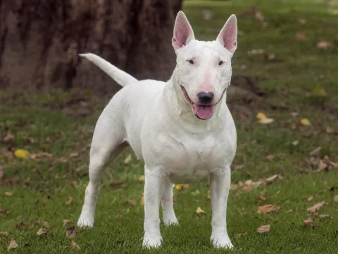 Bull Terrier