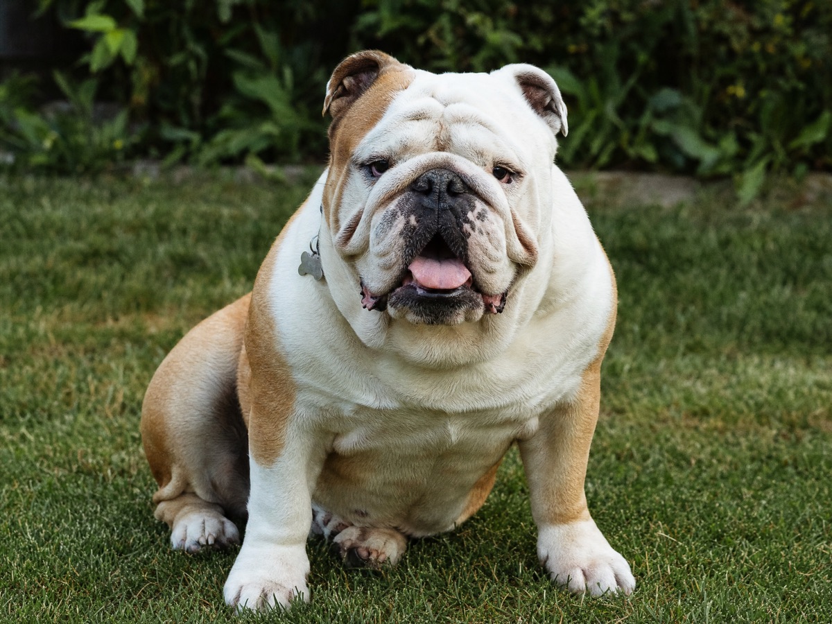 Bulldog