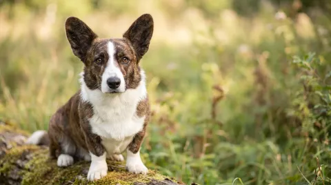 Cardigan Welsh Corgi
