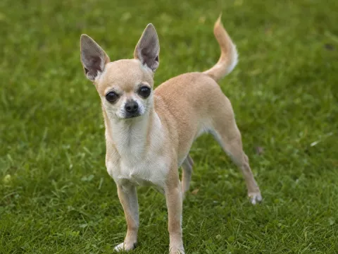 Chihuahua