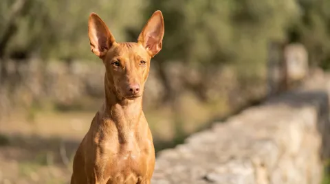 Cirneco dell'Etna
