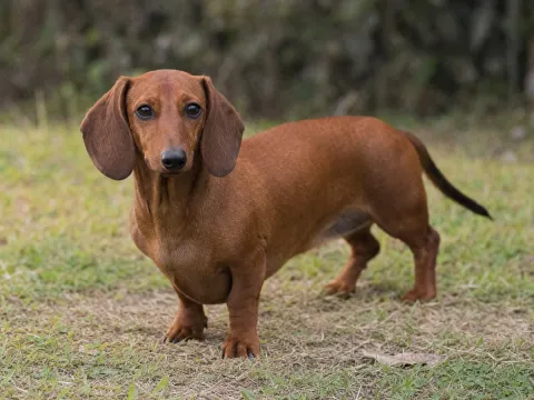 Dachshund