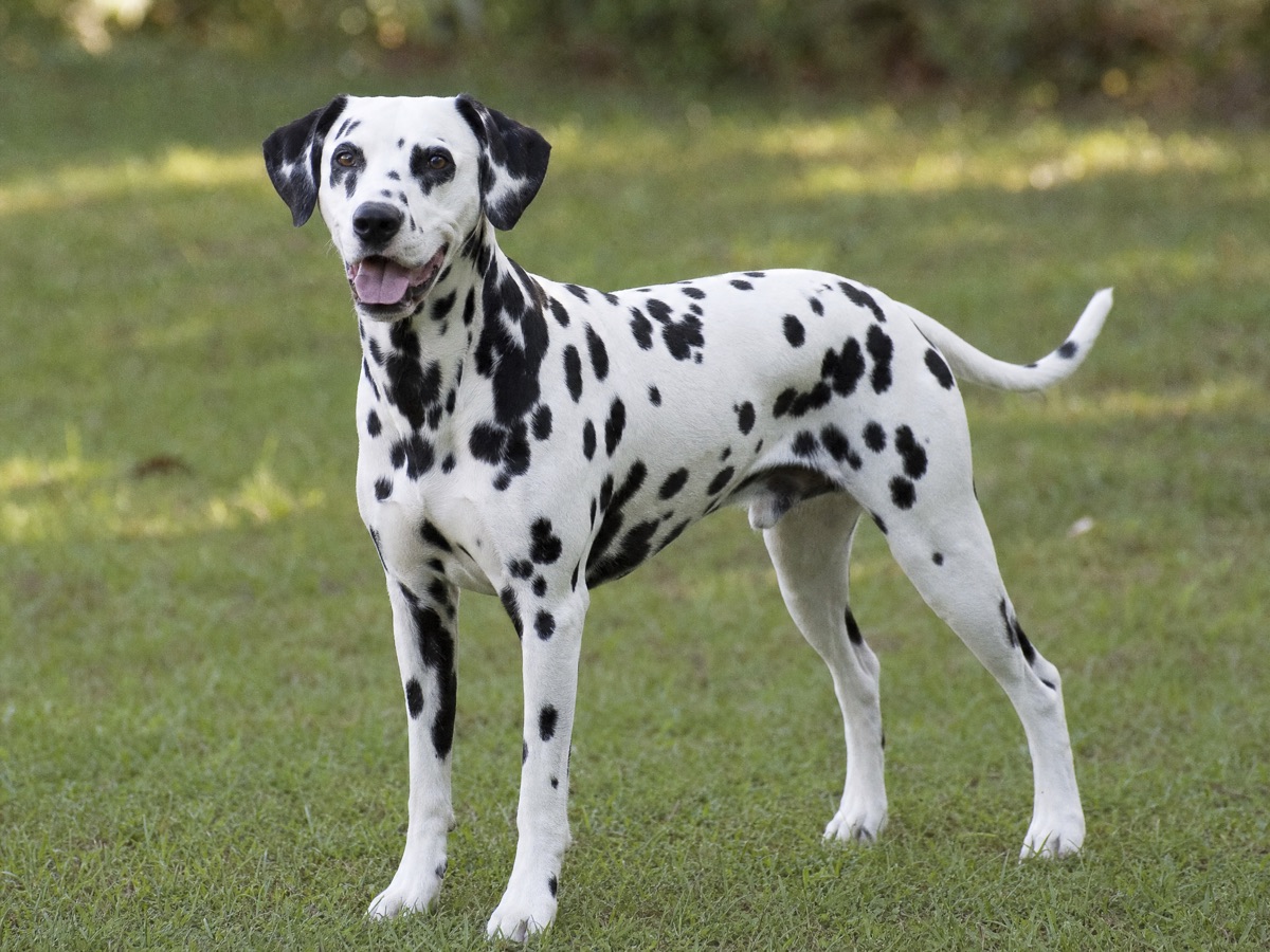 Dalmatian