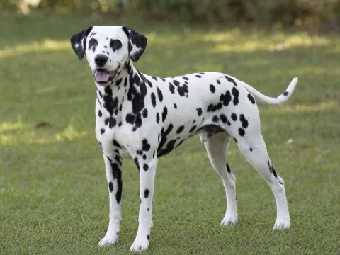Dalmatian