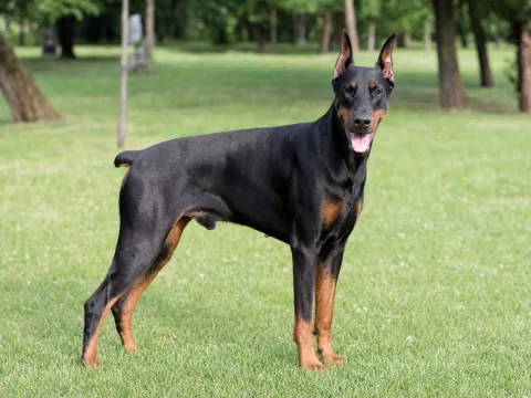 Doberman Pinscher
