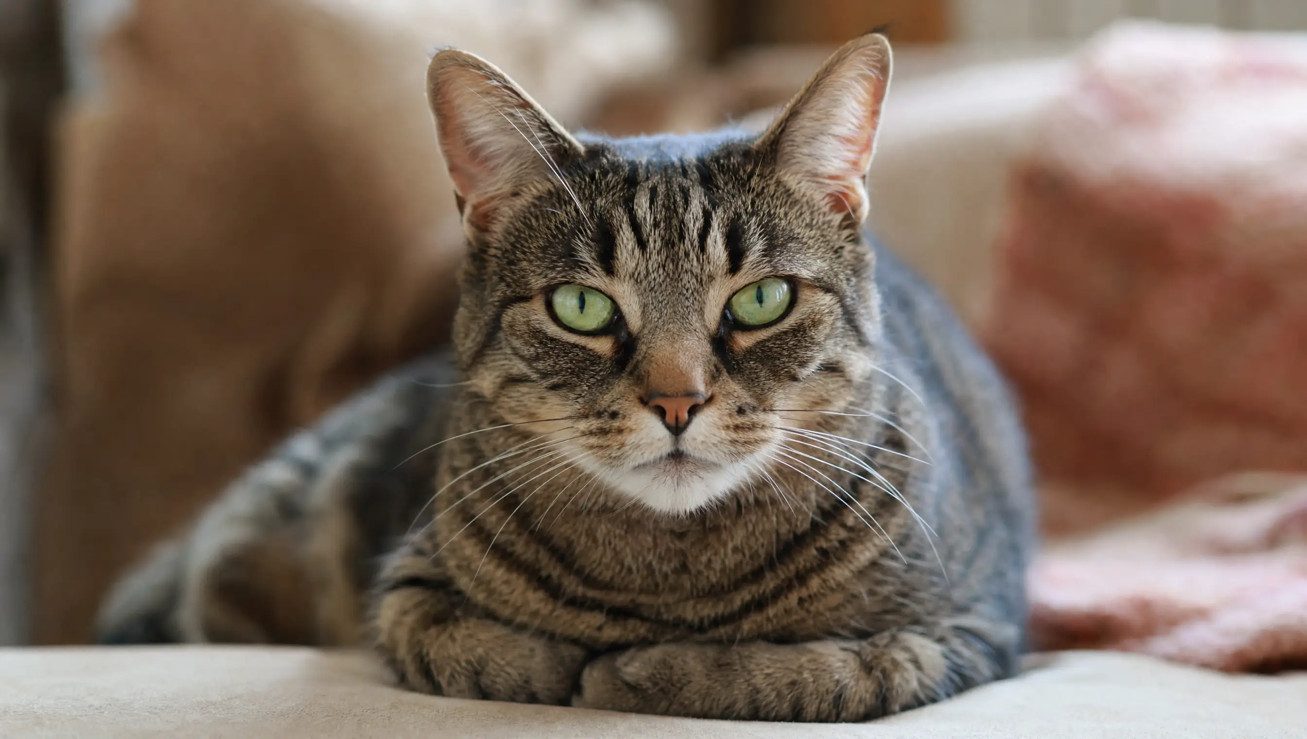 A grey-brown striped domestic shorthair tabby outdoors, its coat pattern close to a wildcat's