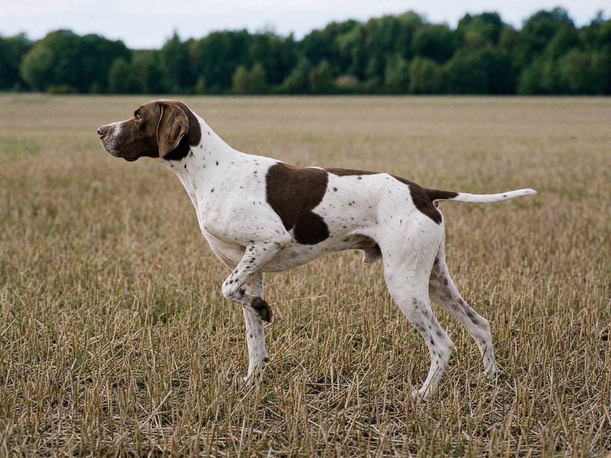 English Pointer