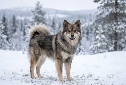 Finnish Lapphund