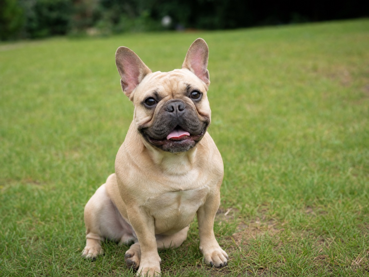 French Bulldog