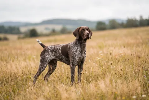 German Shorthaired Pointer