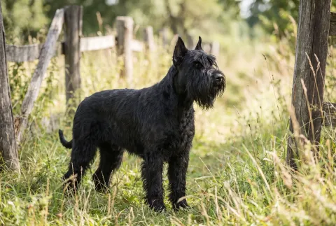 Giant Schnauzer