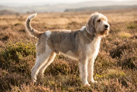 Grand Griffon Vendeen