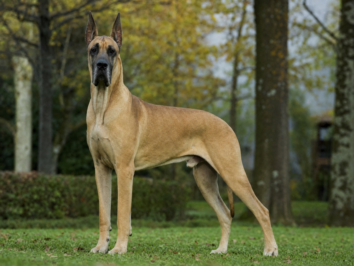 Great Dane