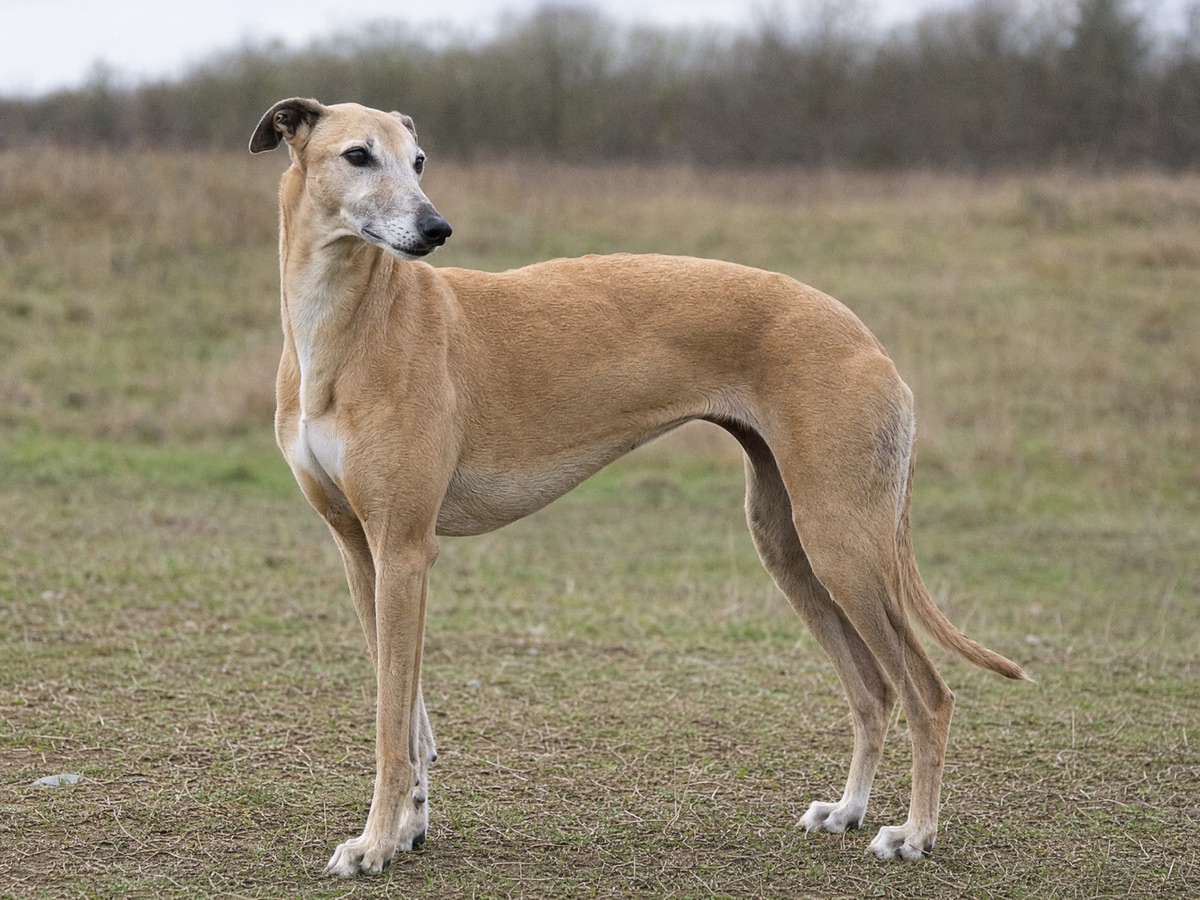 Greyhound