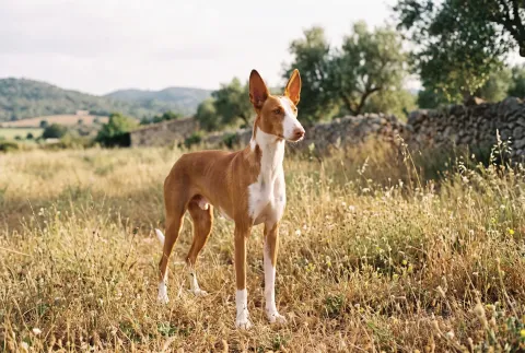 Ibizan Hound