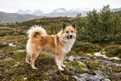 Icelandic Sheepdog