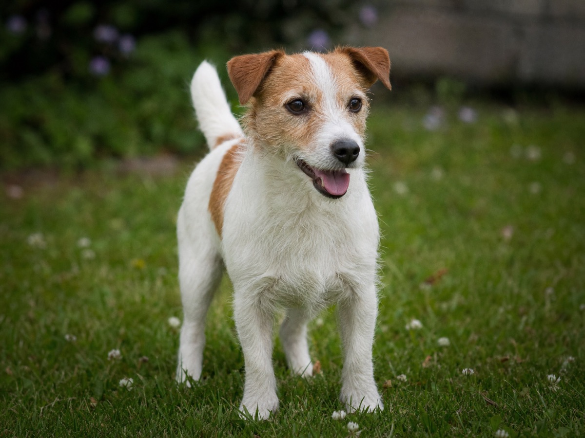 Jack Russell Terrier