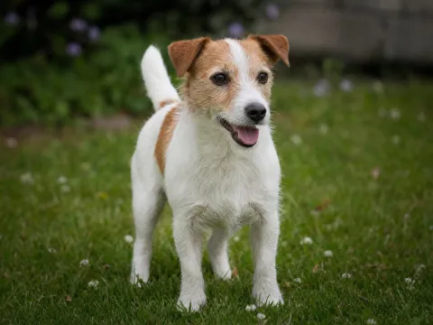 Russell Terrier