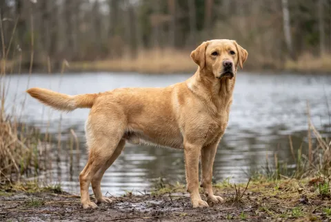Labrador Retriever