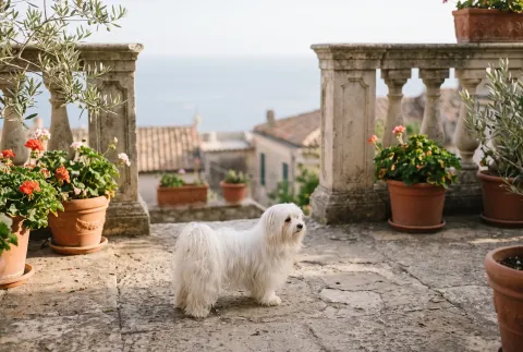 Maltese