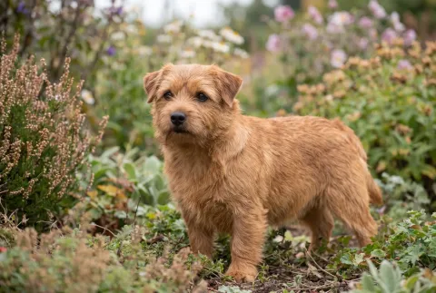 Norfolk Terrier
