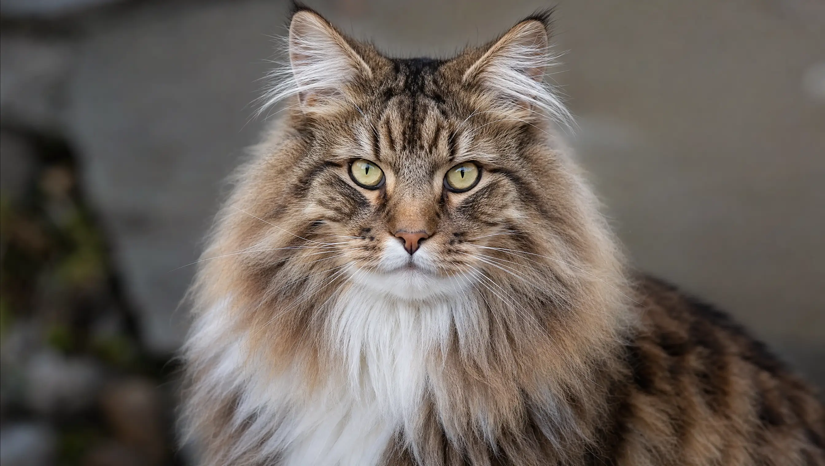 Norwegian Forest Cat