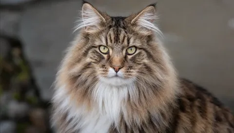 Norwegian Forest Cat