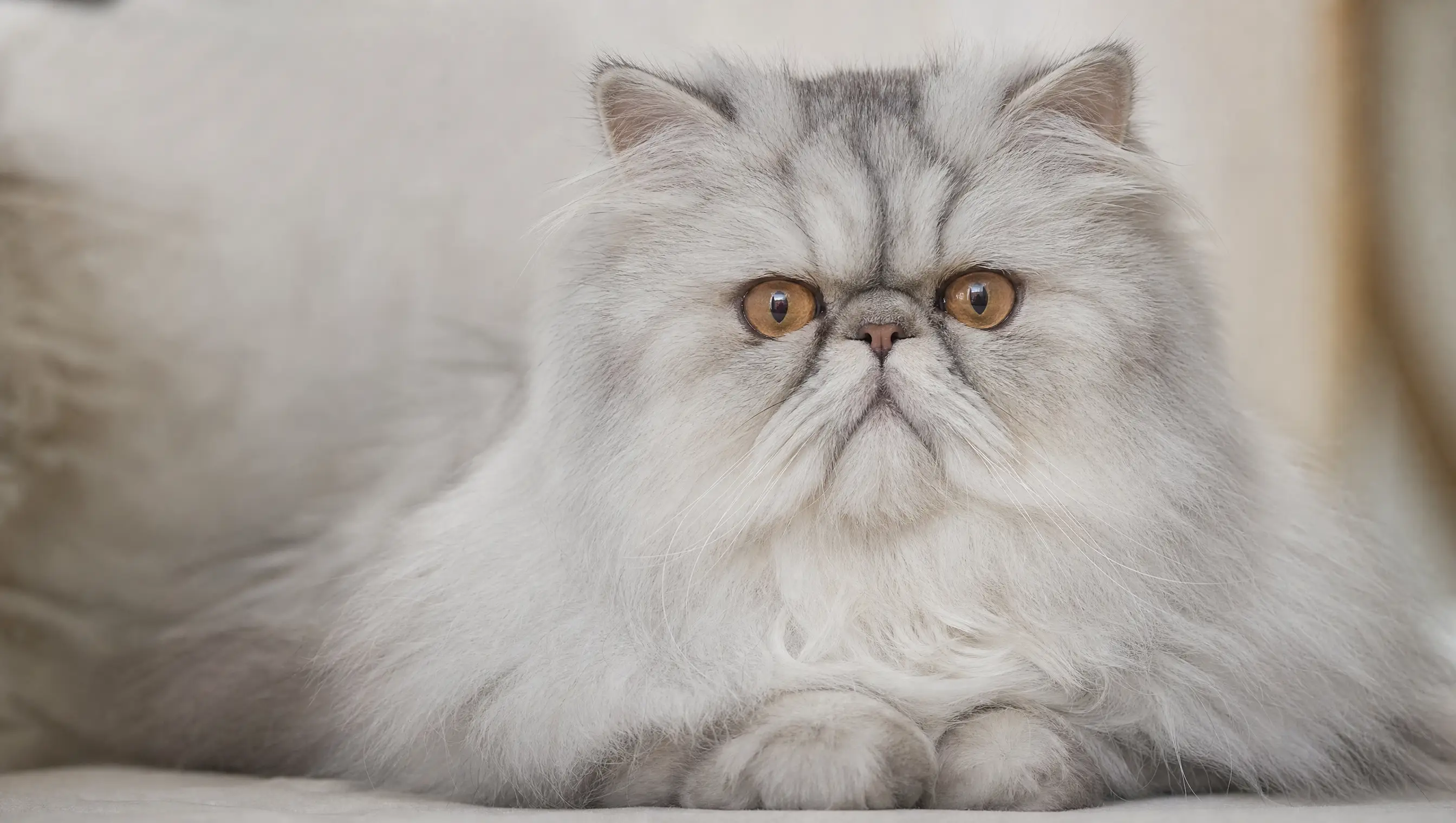 Persian