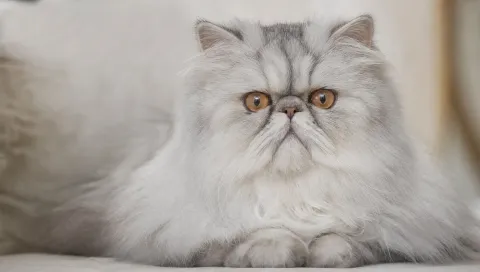 Persian