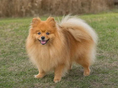 Pomeranian