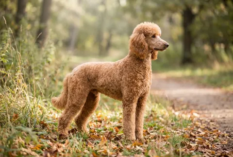 Poodle