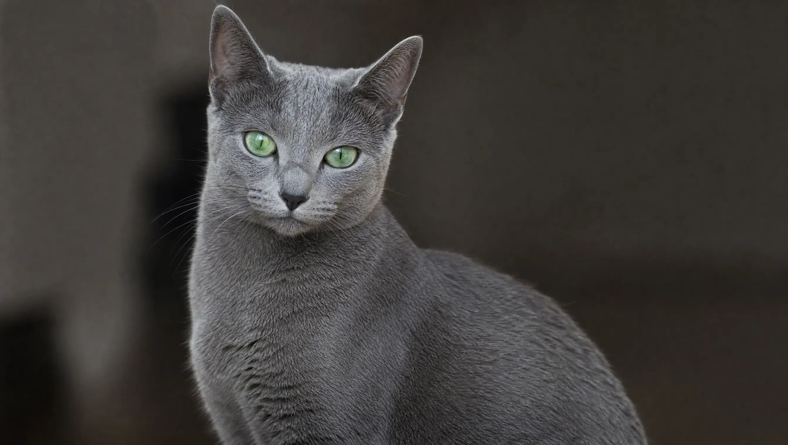 Best low-maintenance cats
