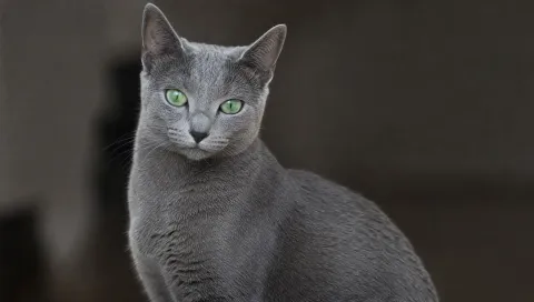 Low-maintenance cats