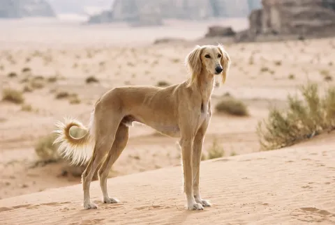 Saluki
