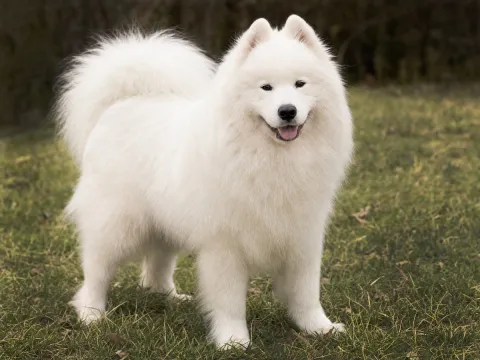 Samoyed